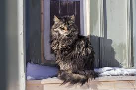 Maine coon (licence CC0 Wikimedia)